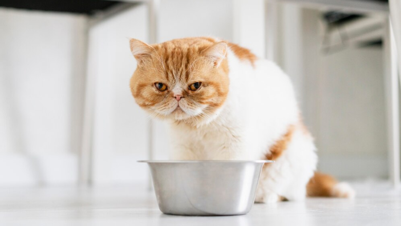 house cat sitting in front of food bowl looking at camera