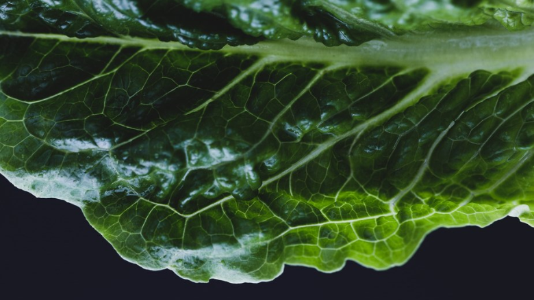 lettuce leaf up close