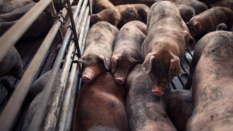 pigs crowded in pen on farm