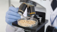 scientist looking at oats in petri dish under microscope