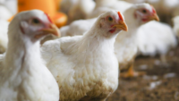 white chickens on farm