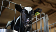 young dairy calf