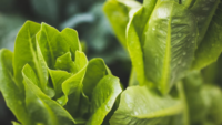 leafy green close up