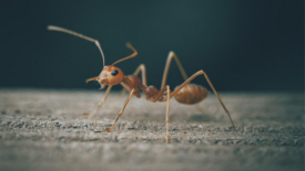 ant