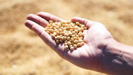 soybeans