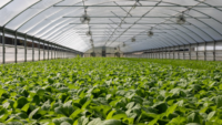 field of plants in a greenhouse