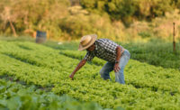 man working in leafy greens field