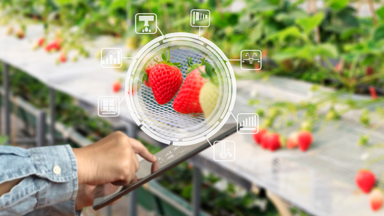person using tablet tech to analyze strawberries in greenhouse