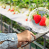 person using tablet tech to analyze strawberries in greenhouse
