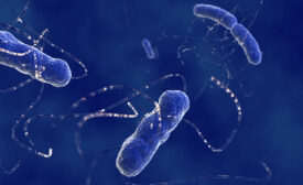 E. coli EHEC