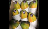 Papaya salmonella warning