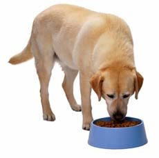 FDA Proposes Regs to Ensure Safety of Food for Pets and Farm Animals ...