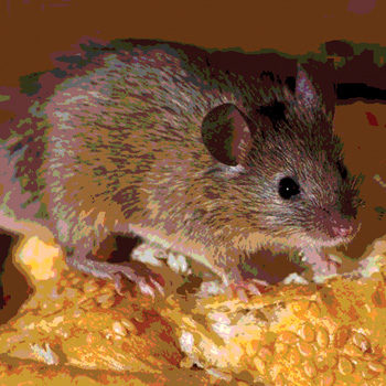 Tips On How To Protect Your Food Storage From Mice - Midway Pest Management