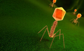 bacteriophage