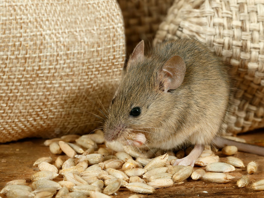 State of the Market: Rodent Control in Food Facilities - Quality