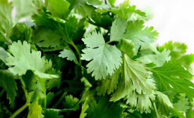 English Outbreak of Shigella in 2018 Likely Caused by Contaminated Coriander