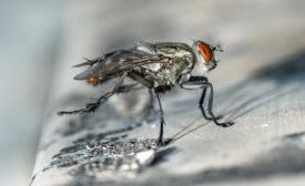 housefly