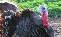 turkeys, wild turkeys